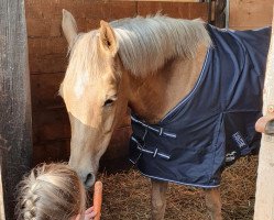 jumper Nadesha rose (German Riding Pony, 2009, from Narrator)