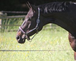 dressage horse El Cantaro 6 (Trakehner, 2013, from Schwalbenglanz)