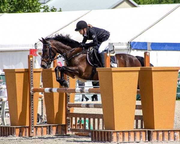 jumper Cappuccino 18 (Austrian Reitpony, 2007)