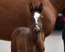 dressage horse Stute von Zoom / Ricardos (Rhinelander, 2022, from Zoom 8)