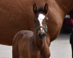 dressage horse Stute von Zoom / Ricardos (Rhinelander, 2022, from Zoom)