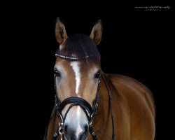 Springpferd Gin Tonic (Deutsches Reitpony, 2017, von Hesselteichs Grimaldi)