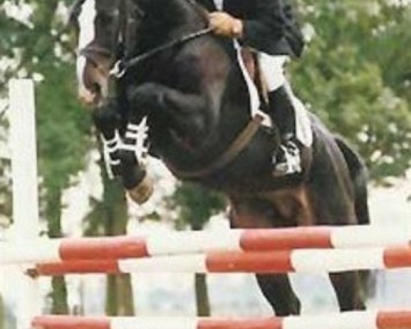 stallion Elmero B (KWPN (Royal Dutch Sporthorse), 1986, from Ramiro Z)