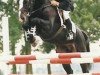 stallion Elmero B (KWPN (Royal Dutch Sporthorse), 1986, from Ramiro Z)