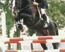 Deckhengst Elmero B (KWPN (Niederländisches Warmblut), 1986, von Ramiro Z)