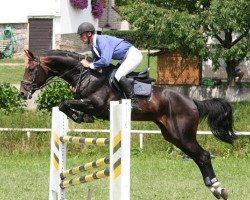 stallion Phill (Czech Warmblood, 1999, from Aquilas)