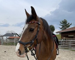 horse Calimba de Luna (Deutsches Reitpferd, 2007, from Aquarell)