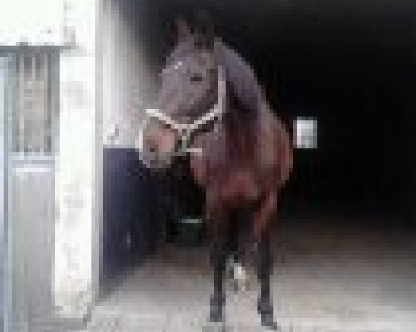 broodmare Wajana 12 (Westphalian, 1991, from Weinberg)