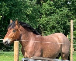 horse Hercules (Rhenish-German Cold-Blood, 2020, from Harry)