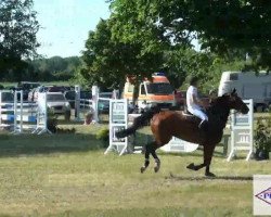 jumper Guiliani 3 (Hanoverian, 2003, from Graf Top)