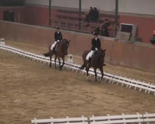 dressage horse Ferrero 32 (Belgian Warmblood, 2005, from Hercos)