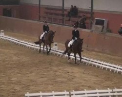 dressage horse Ferrero 32 (Belgian Warmblood, 2005, from Hercos)