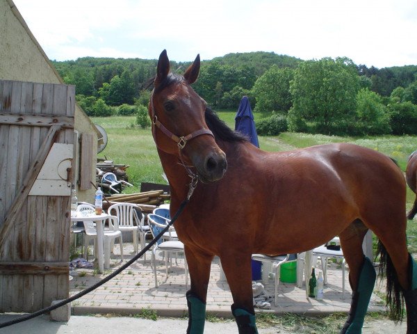 Pferd Fürstin (Thüringer, 1991, von Adio)