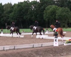 dressage horse Q'balibre (German Sport Horse, 2003, from Quaterman I)