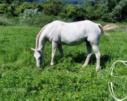 Zuchtstute Werratal Tabs (Connemara-Pony, 1989, von Tulira Nimble Dick)