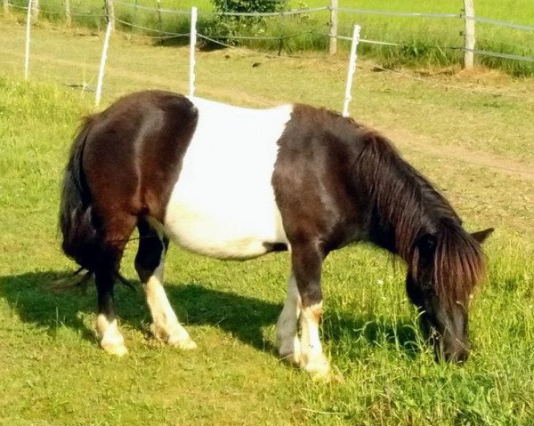 broodmare Isarons Funny Mavy (Shetland Pony, 2017, from Collytown Maverick)