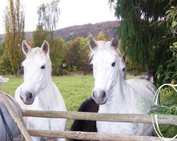 broodmare Werratal Take It Easy (Connemara Pony, 1998, from Lone Ranger)