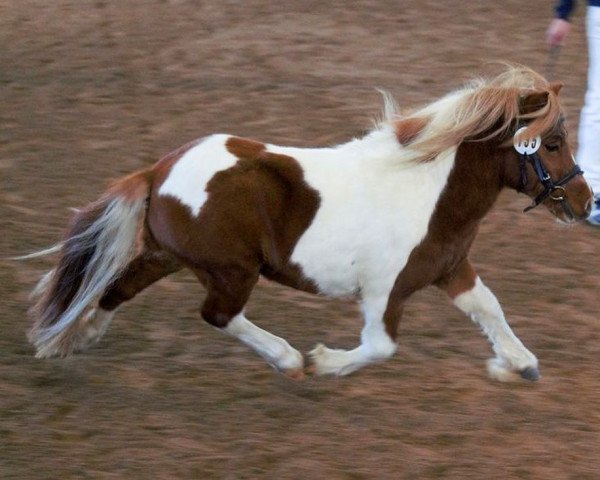 stallion Isarons Amoretto (Shetland Pony, 2018, from Aron van de Bekkenkamp)