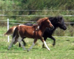 horse Isarons Nicolinchen (Shetland Pony, 2021, from Isarons Fidelio)