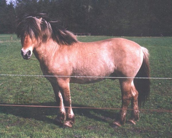 stallion Søndervangs Alfredo (Fjord Horse, 1988, from Baron Skovly)