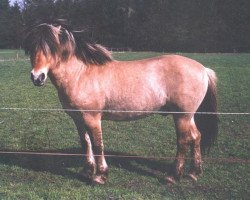 Deckhengst Søndervangs Alfredo (Fjordpferd, 1988, von Baron Skovly)