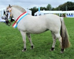 broodmare Stüv's Henrika (Fjord Horse, 2018, from Herko)