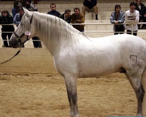 stallion Yunque VII (Pura Raza Espanola (PRE), 1995, from Letrado II)