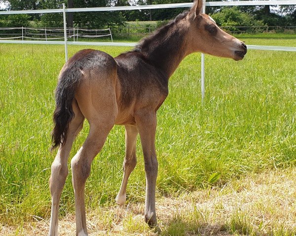 dressage horse Neverland's Nando FS (Westphalian, 2022, from Neverland WE)