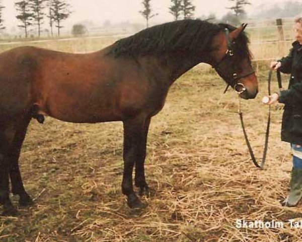 Deckhengst Skatholm Talisman (Connemara-Pony, 1986, von Øxenholm Godot)