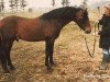 stallion Skatholm Talisman (Connemara Pony, 1986, from Øxenholm Godot)