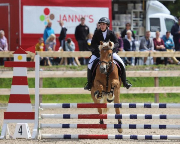 Springpferd Nice Girl 23 (Haflinger, 2013)