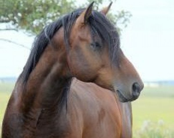 stallion Neos 2 (Zangersheide riding horse, 2011, from Numero Uno)
