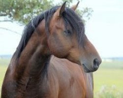 Pferd Neos 2 (Zangersheide Reitpferd, 2011, von Numero Uno)