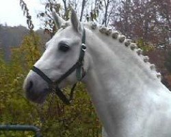 stallion Munkholm Cobbergate (Connemara Pony, 1984, from Ardnasillagh O'Flaherty 5 C)