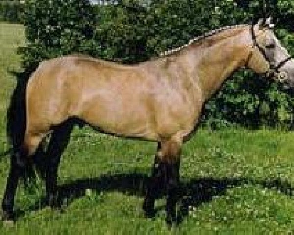 Deckhengst Tootle U (Connemara-Pony, 1984, von Rory Ruadh)