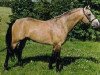 Deckhengst Tootle U (Connemara-Pony, 1984, von Rory Ruadh)