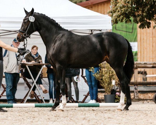 dressage horse Nanou (German Riding Pony, 2019, from FS No Doudt)