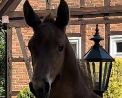 Pferd Nabab Champ ZD (Holsteiner, 2022, von Nabab de Rêve)