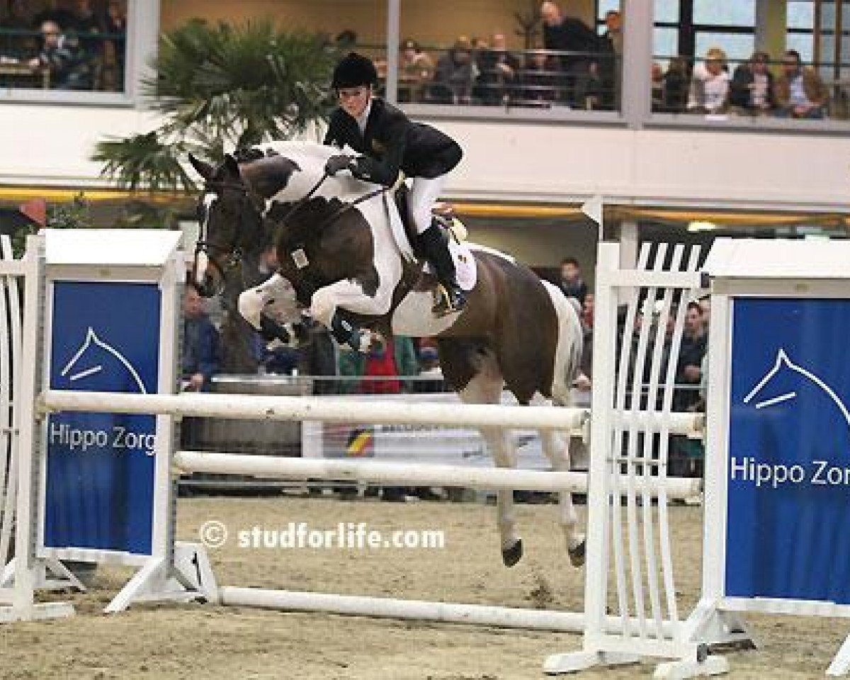 Deckhengst Eddy Wally (Belgisches Warmblut, 2004, von Querlybet Hero)