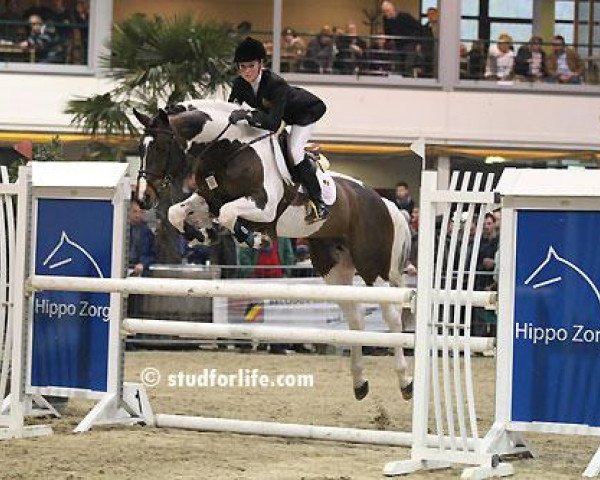 stallion Eddy Wally (Belgian Warmblood, 2004, from Querlybet Hero)