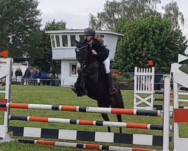 jumper Kamillo 14 (German Riding Pony, 2018, from Kwept)