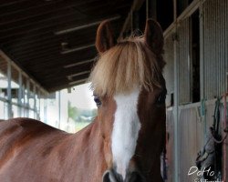 Dressurpferd Condor (Welsh Mountain Pony (Sek.A), 2010, von Charming Dancer)