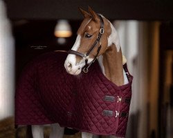 jumper Rienke van de Hoge Dijken (Belgian Warmblood, 2017, from Dylon)