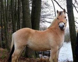 horse Narvik vom Walzhof (Fjord Horse, 2019, from Njord Halsnæs)