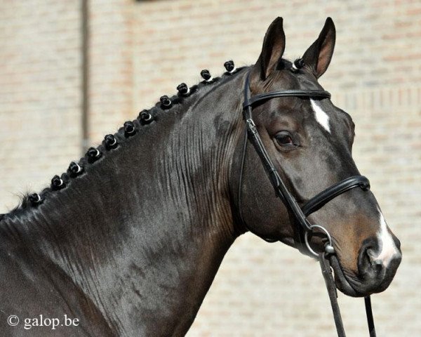 stallion de Vleut (KWPN (Royal Dutch Sporthorse), 2008, from Vleut)