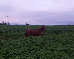 broodmare Wild Fire (Zweibrücken, 1997, from Waliser)