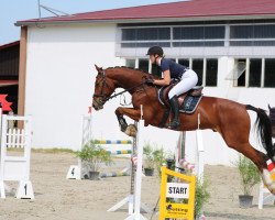 jumper Lord Liberty 30 (Hanoverian, 2017, from Qualito)