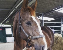 broodmare Donna Vina (Hanoverian, 2003, from Don Vino)