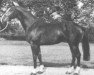 stallion Le Saussey (Selle Français, 1977, from Grand Bonheur)