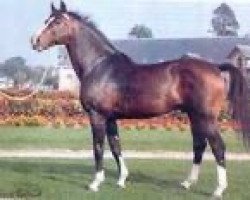 stallion Grand Bonheur (Selle Français, 1972, from Ibrahim)